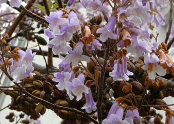 Blauglockenbaum: Ein exotischer Blickfang in heimischen Gärten