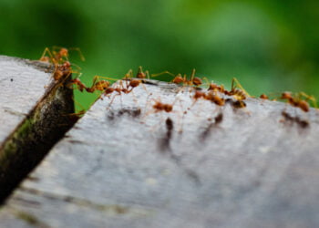 Kammerjäger-Geheimnisse enthüllt: So befreien Sie Ihr Zuhause von Ameisen