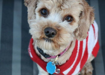 So stylen Sie Ihren Hund: Ein umfassender Leitfaden