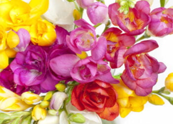 Duftende Freesien aus eigenem Anbau: Wir zeigen Ihnen, wie man diese bezaubernden Blumen züchtet